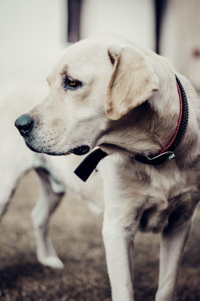 ¿Vives solo? Estas son las 5 razas de perro con las que mejor te entenderás