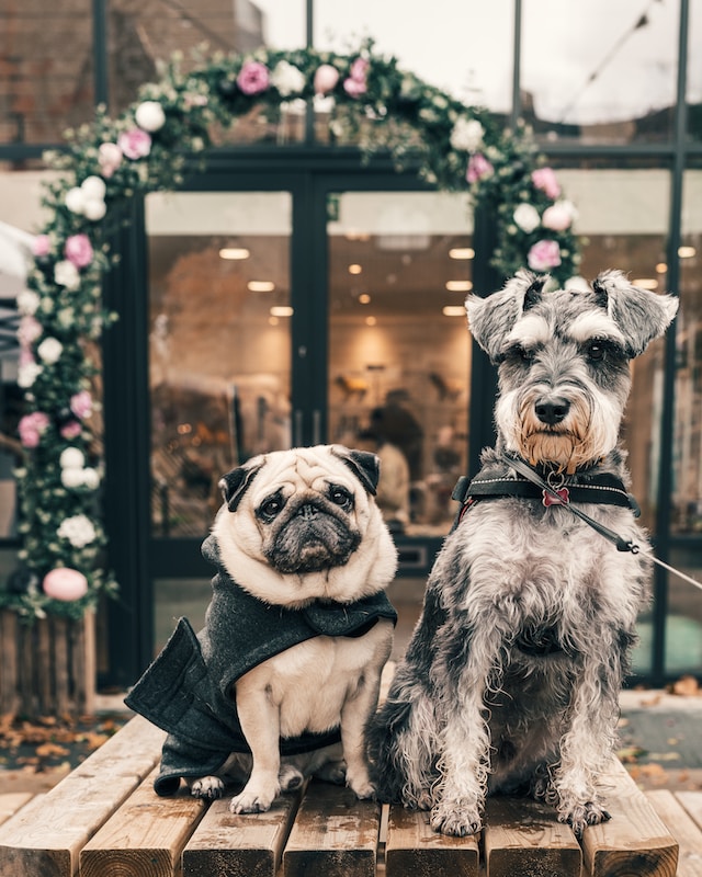 ¿Vives solo? Estas son las 5 razas de perro con las que mejor te entenderás