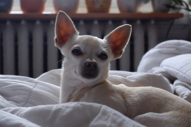 Perro chihuahua