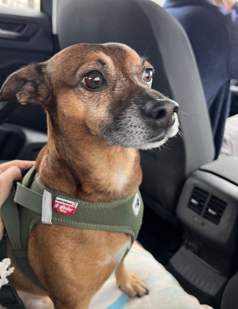 Las mejores razas de perro para tener cuando vives solo