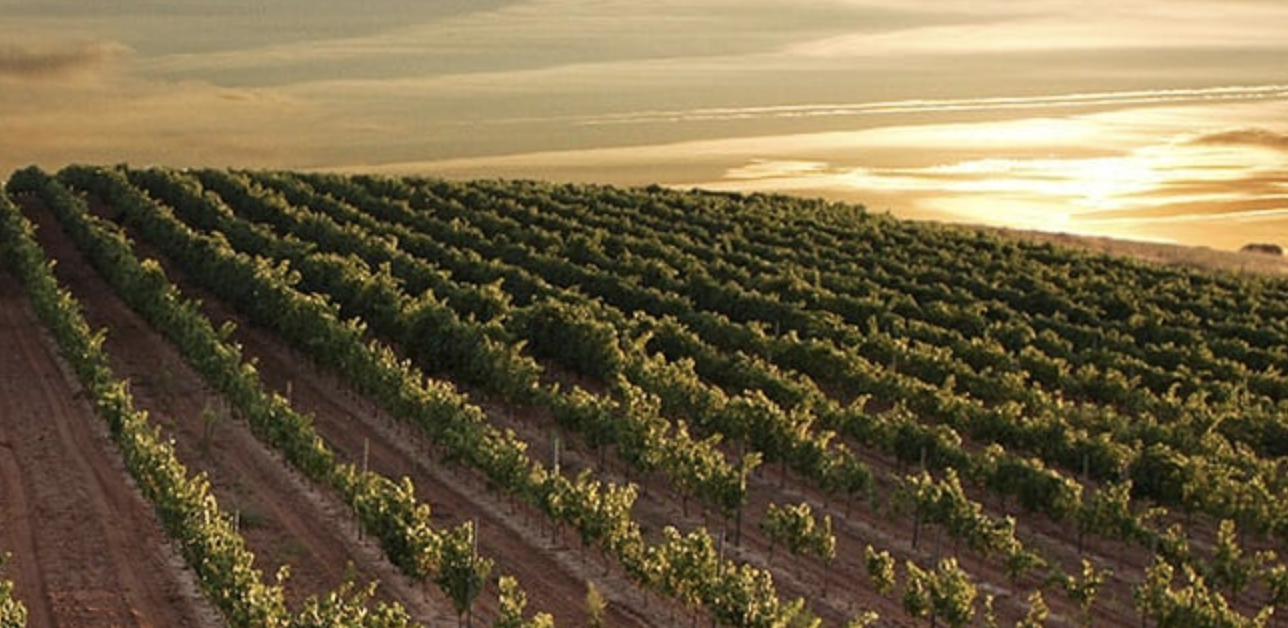 Visita bodega