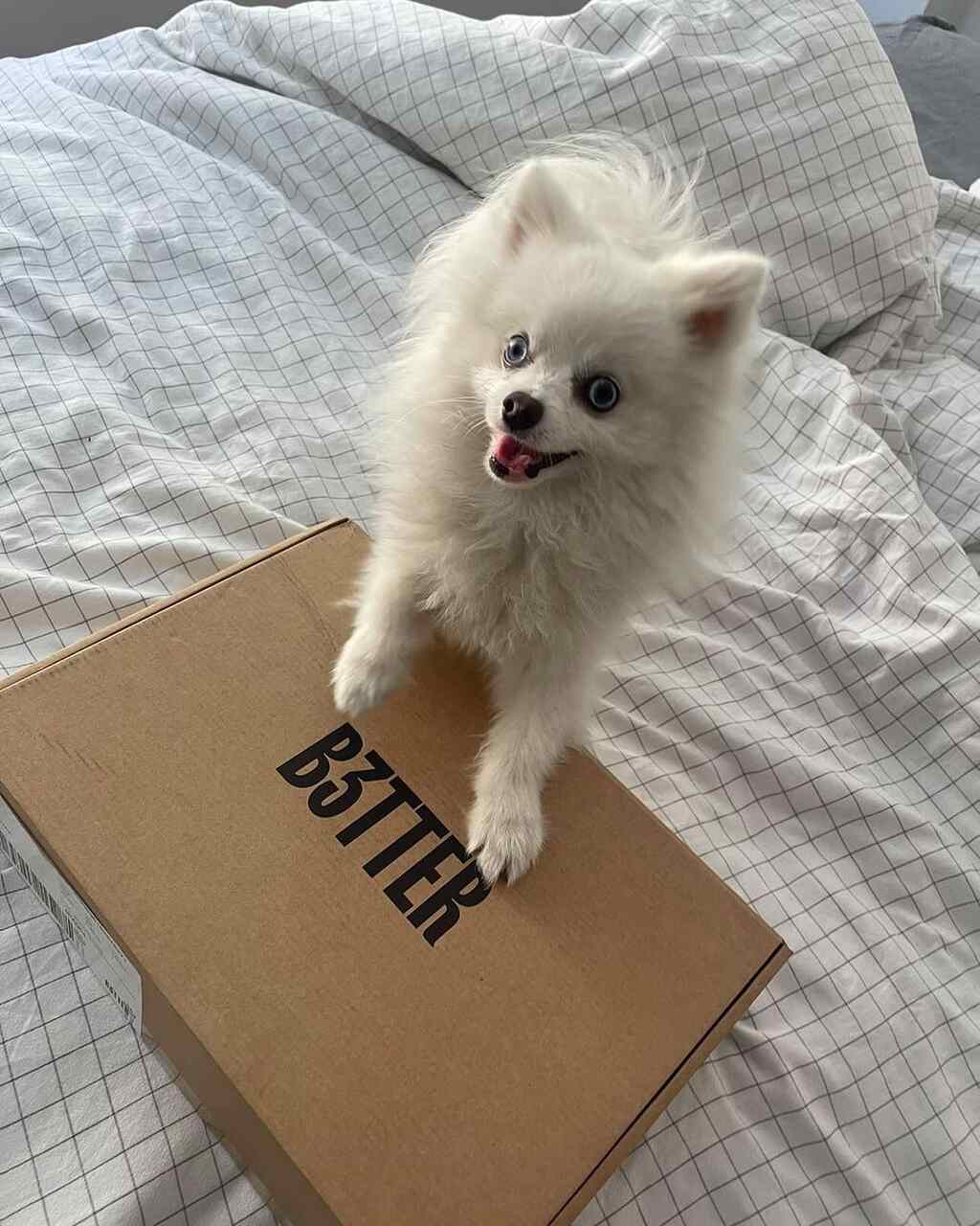 Perro con paquete pedido, perro blanco, B3TTER