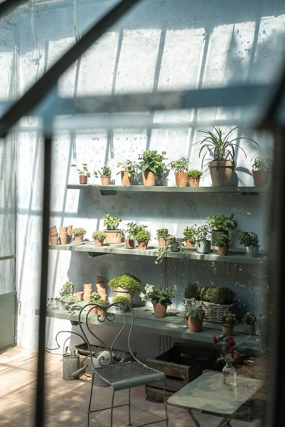 Plantas invernadero