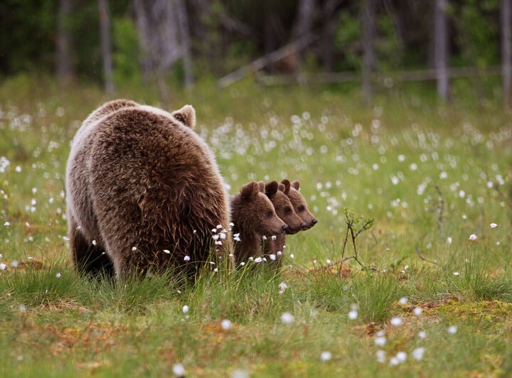 Campo de Finlandia