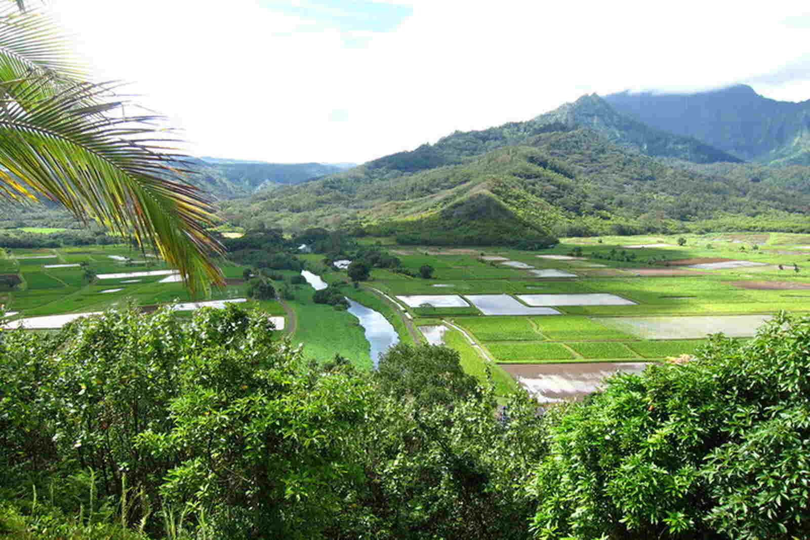 Campo verde, Isla de Kauai