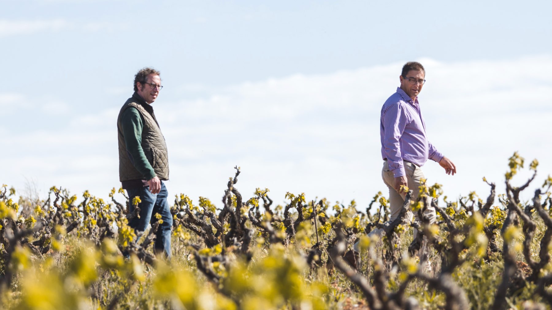 Vinos radicales