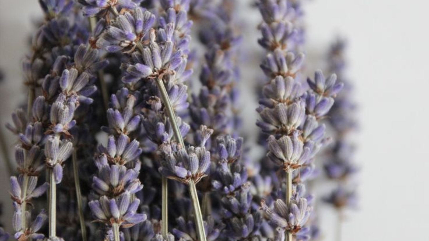 Ocho plantas medicinales que puedes cultivar en casa