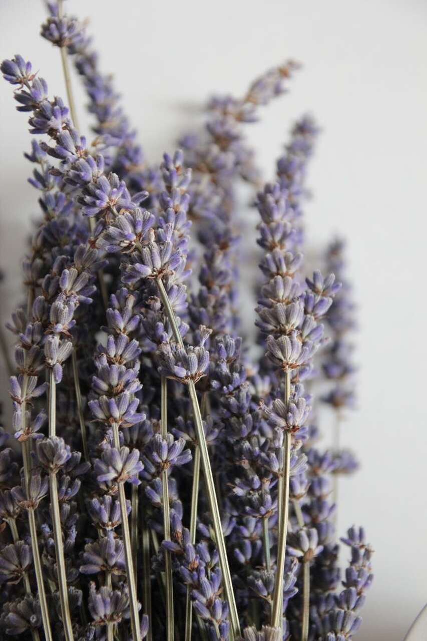 plantas lavanda en casa