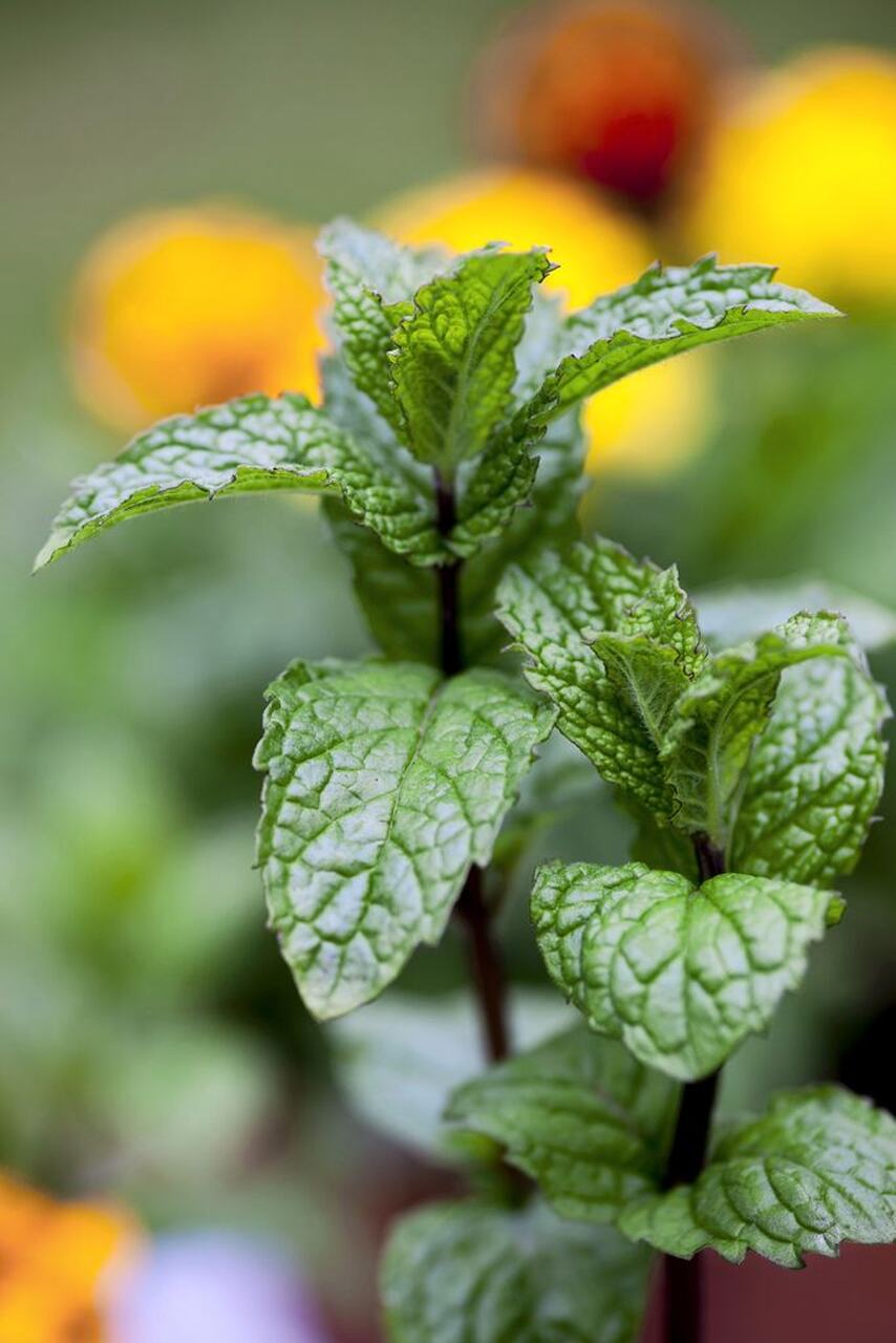 plantas medicinales salud