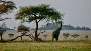 Tanzania