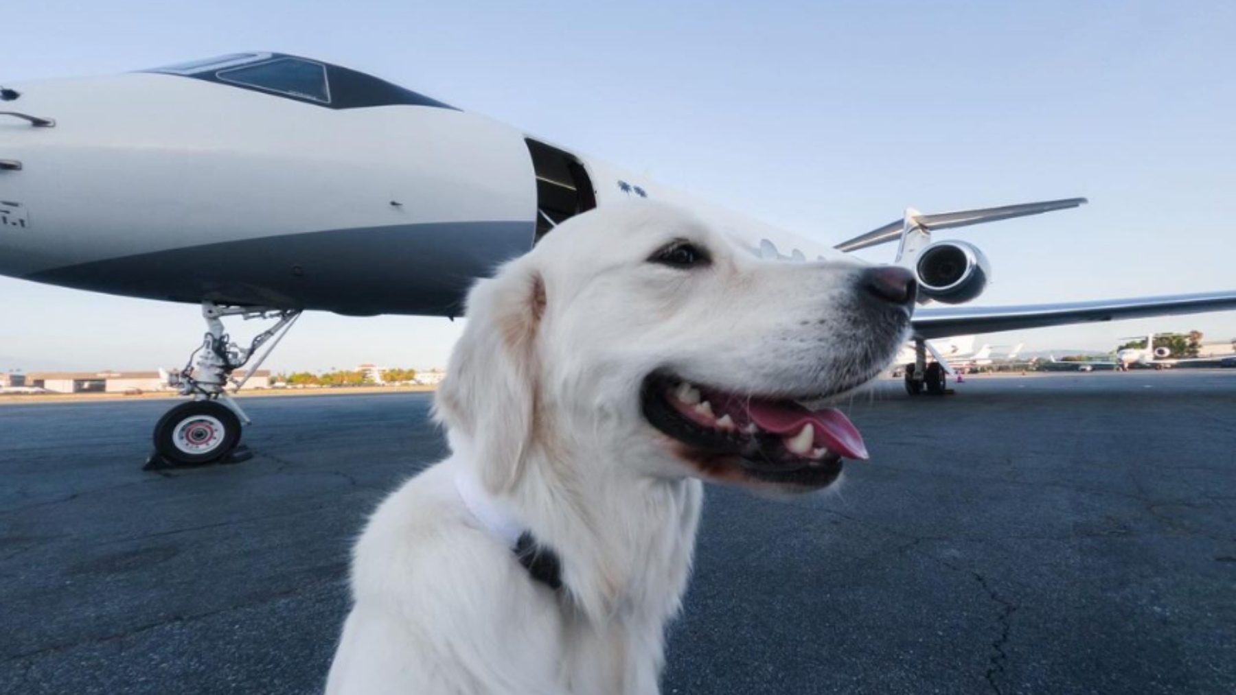 aerolinea para perros