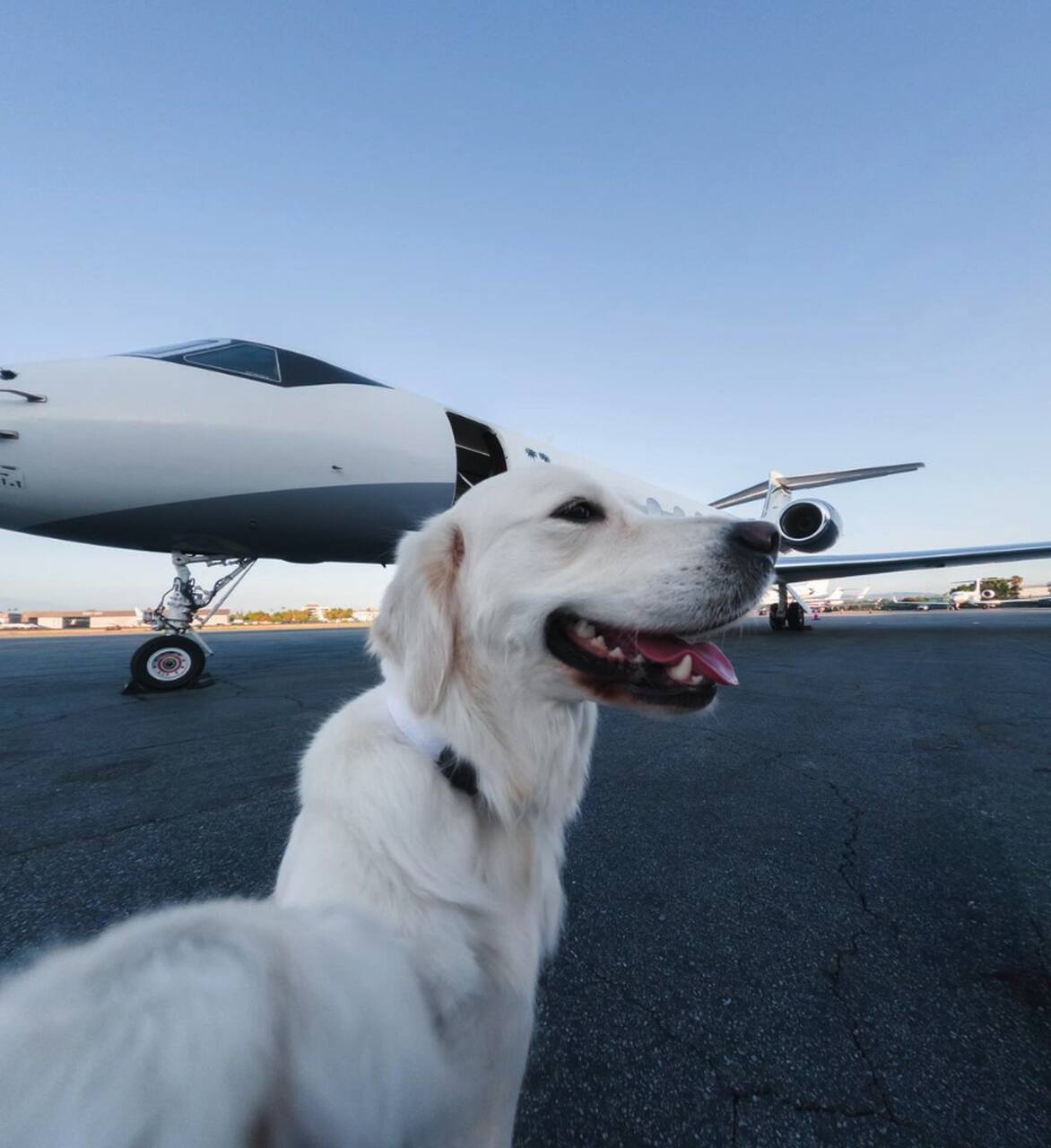 condiciones perros viajar