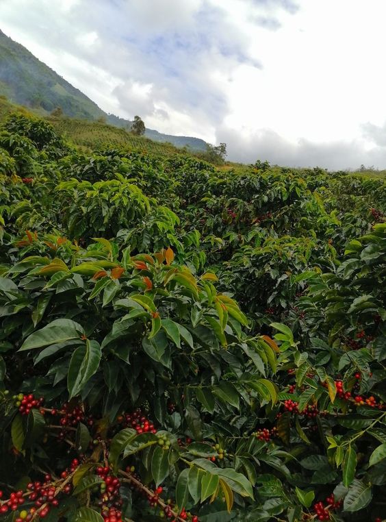 café, illy, granos de café, planta del café