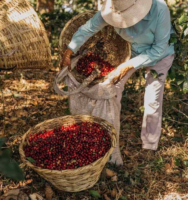 Bayas Goji, Valle del Jerte, cosmética natural