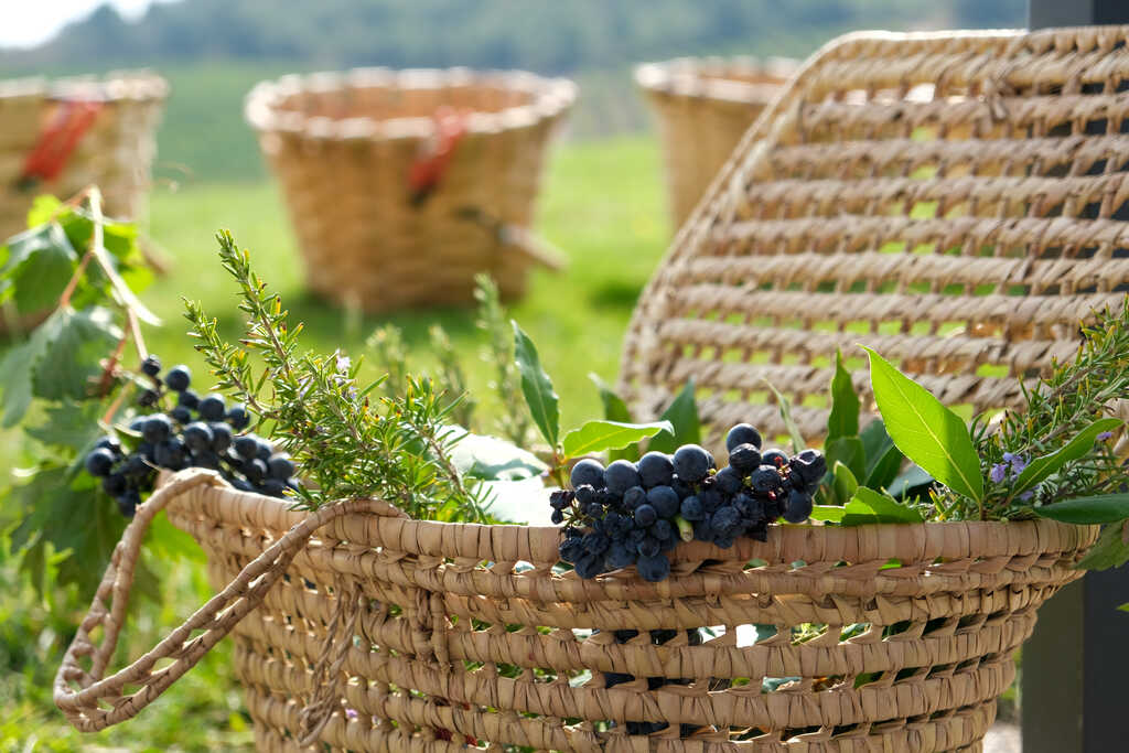 Vendimia, enoturismo, vino, bodega