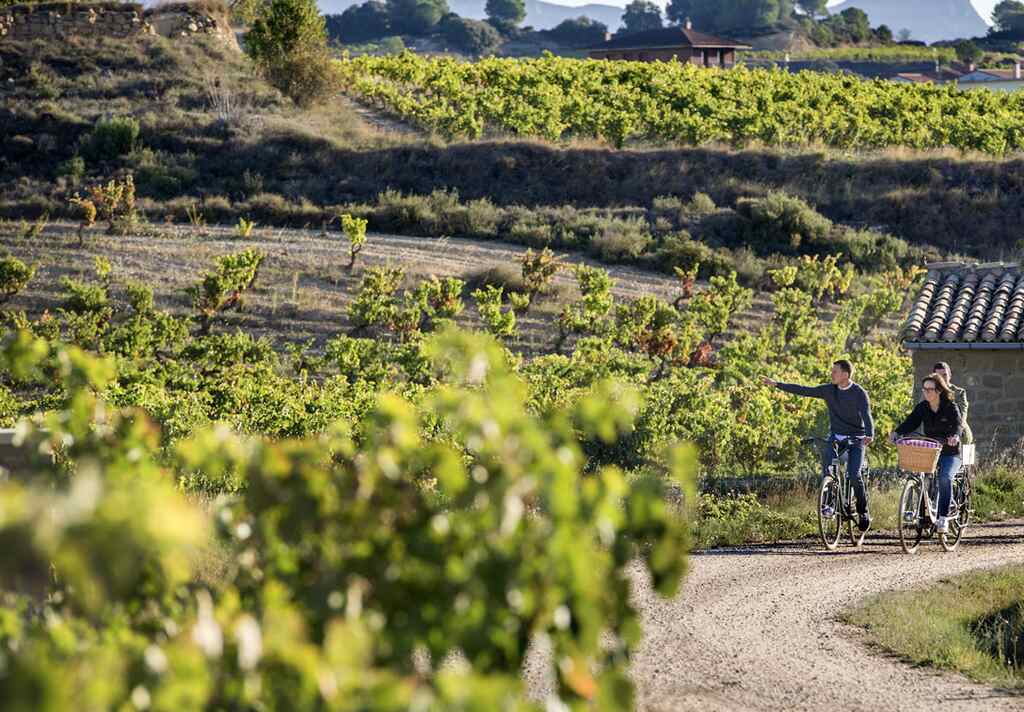 Vendimia, enoturismo, vino, bodegas