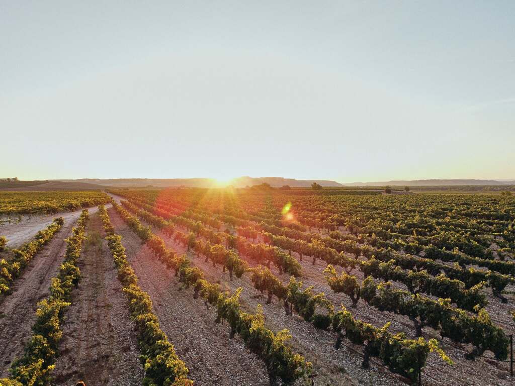 Vendimia, enoturismo, vino, bodega