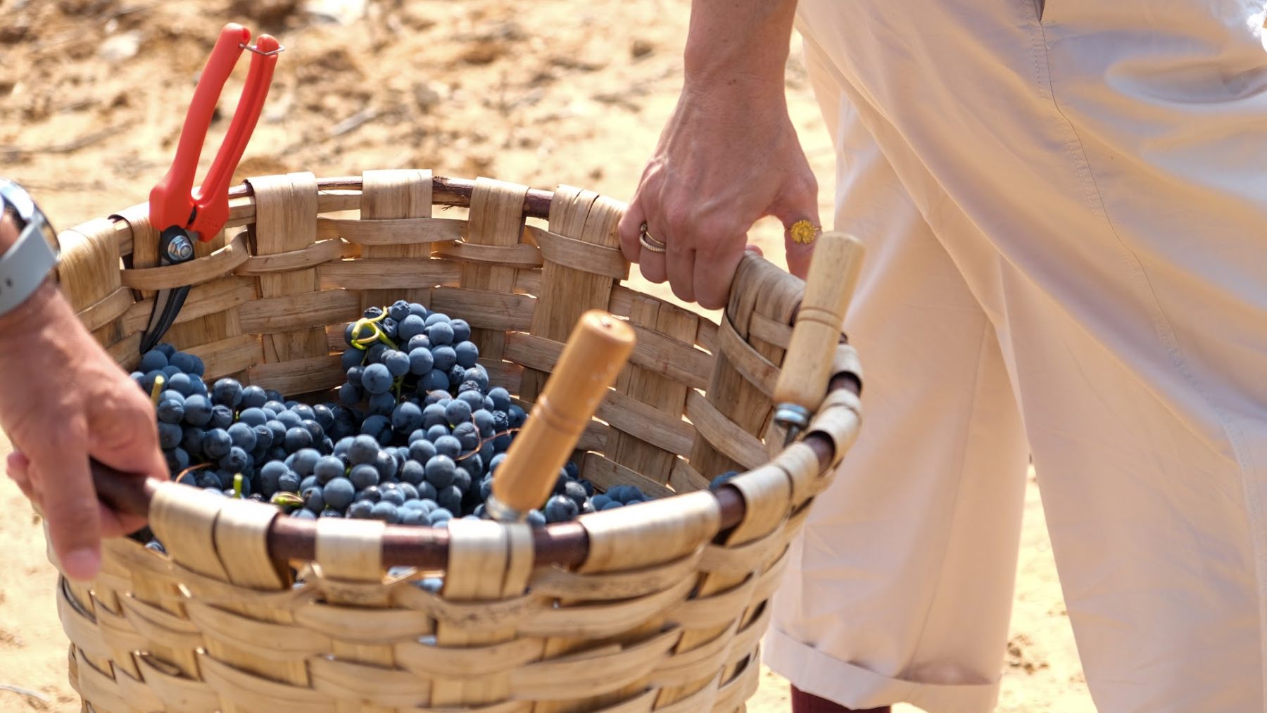 Las mejores bodegas para vivir la experiencia de la vendimia y disfrutar del vino en su esplendor