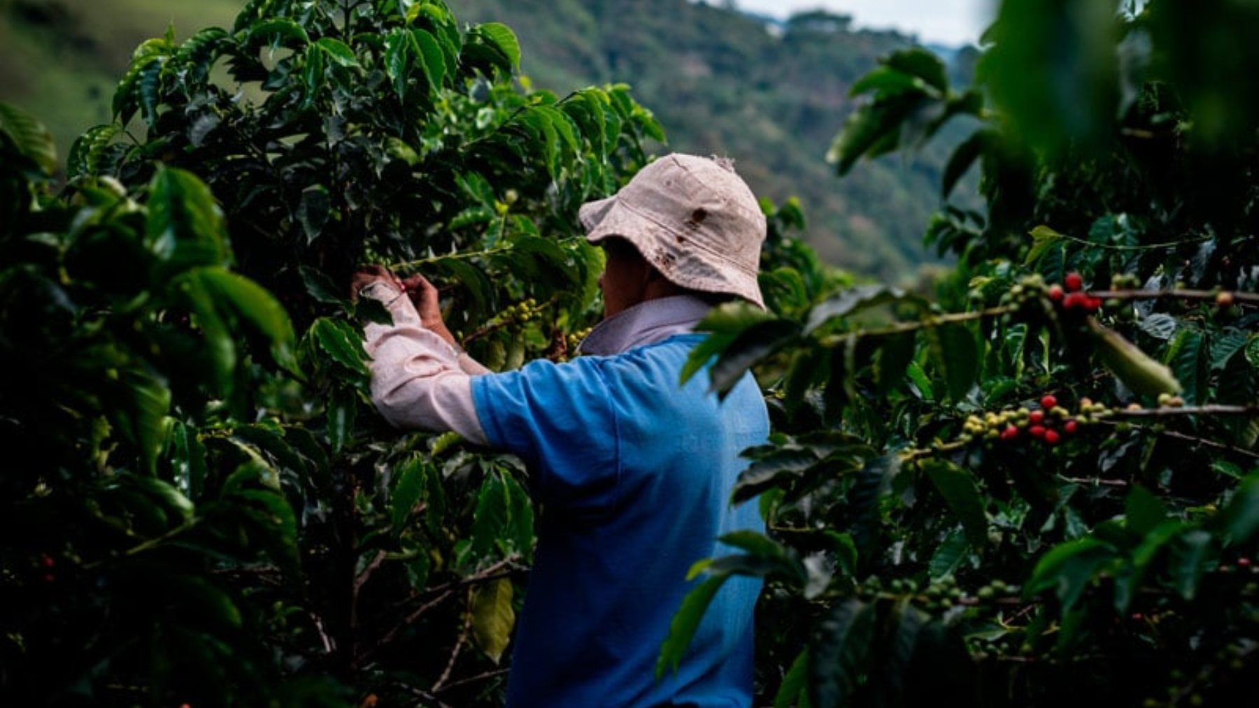 illycaffè presenta el primer café que regenera la tierra