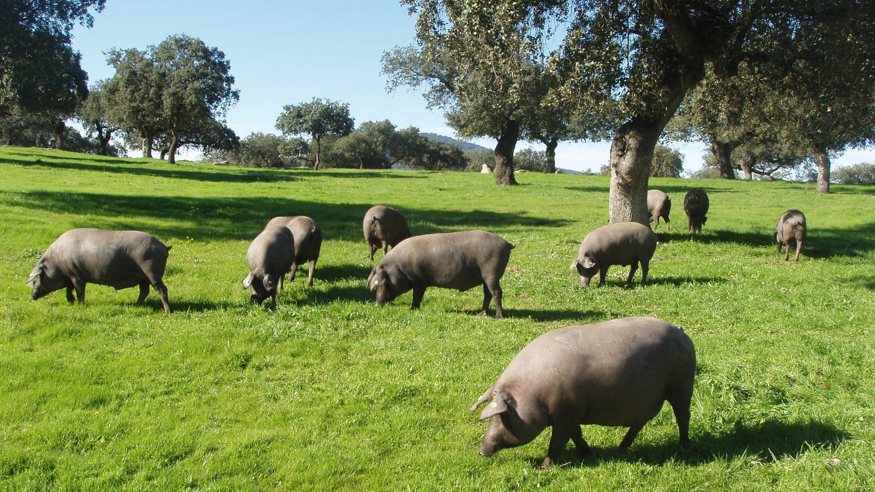 Extremadura a fuego lento: así es el arte culinario de un territorio lleno de sabor