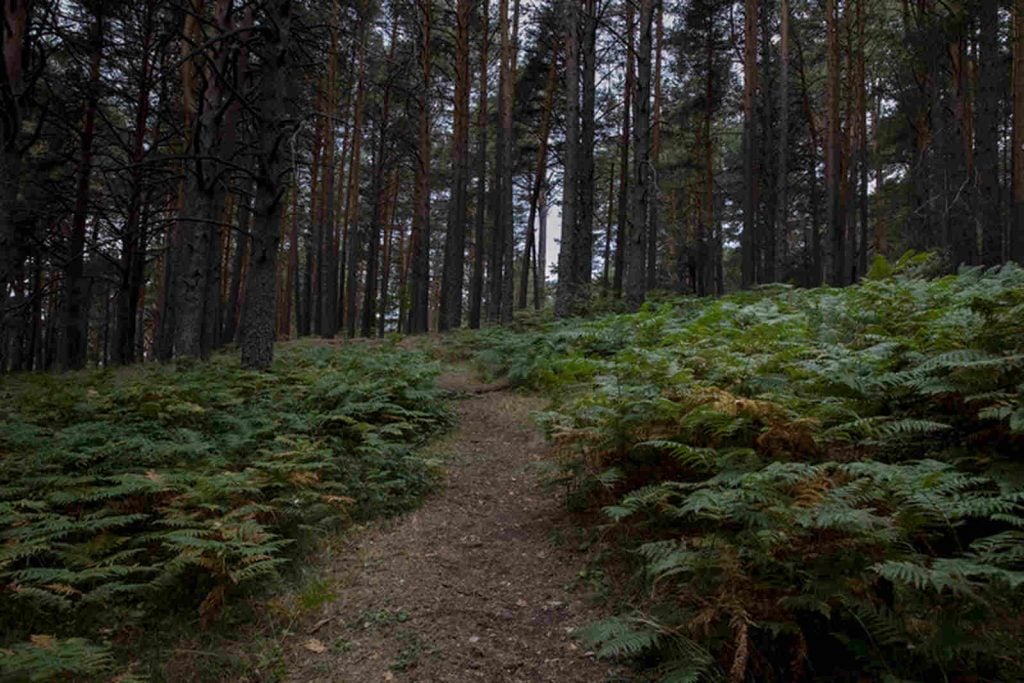 Bosque para dar un paseo silent walking