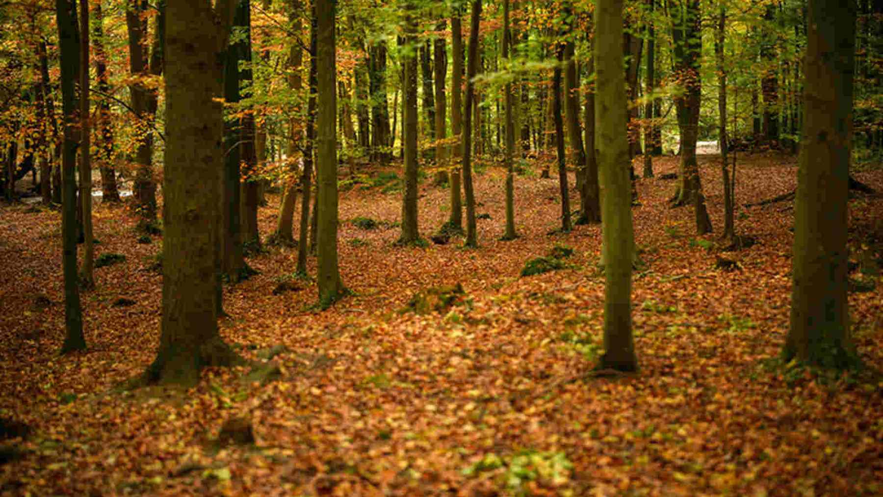 Bosque de inglaterra