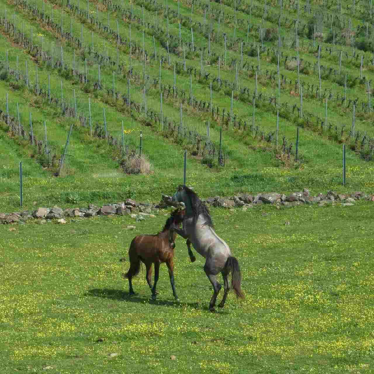 bodegas habla