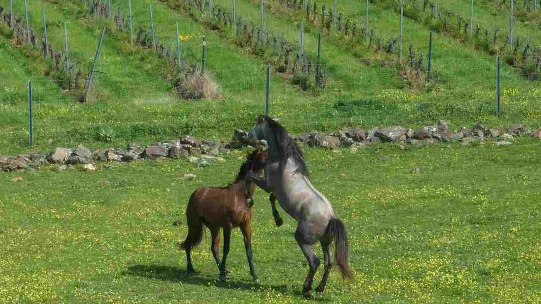 El plan perfecto entre viñedos para los amantes del vino, los caballos y la alta gastronomía