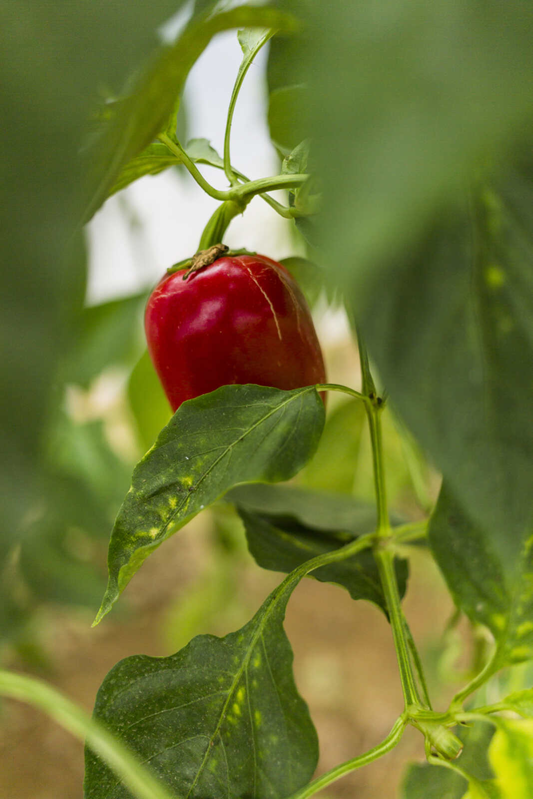 Planta de chile para feromonas