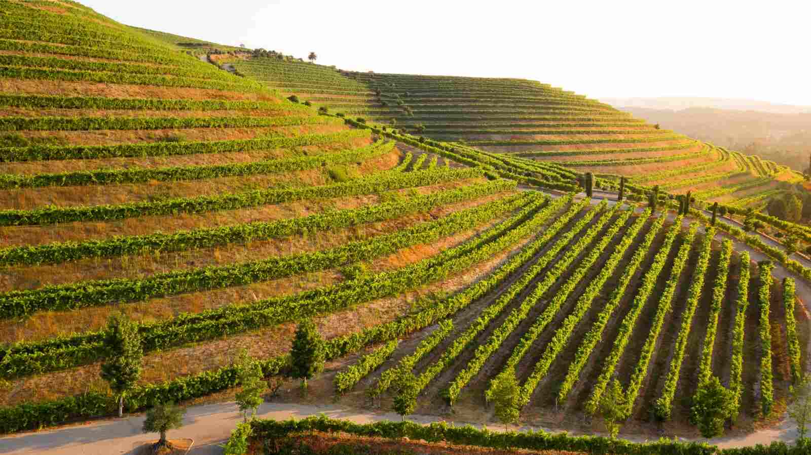 Viñedos de Altos de Torona