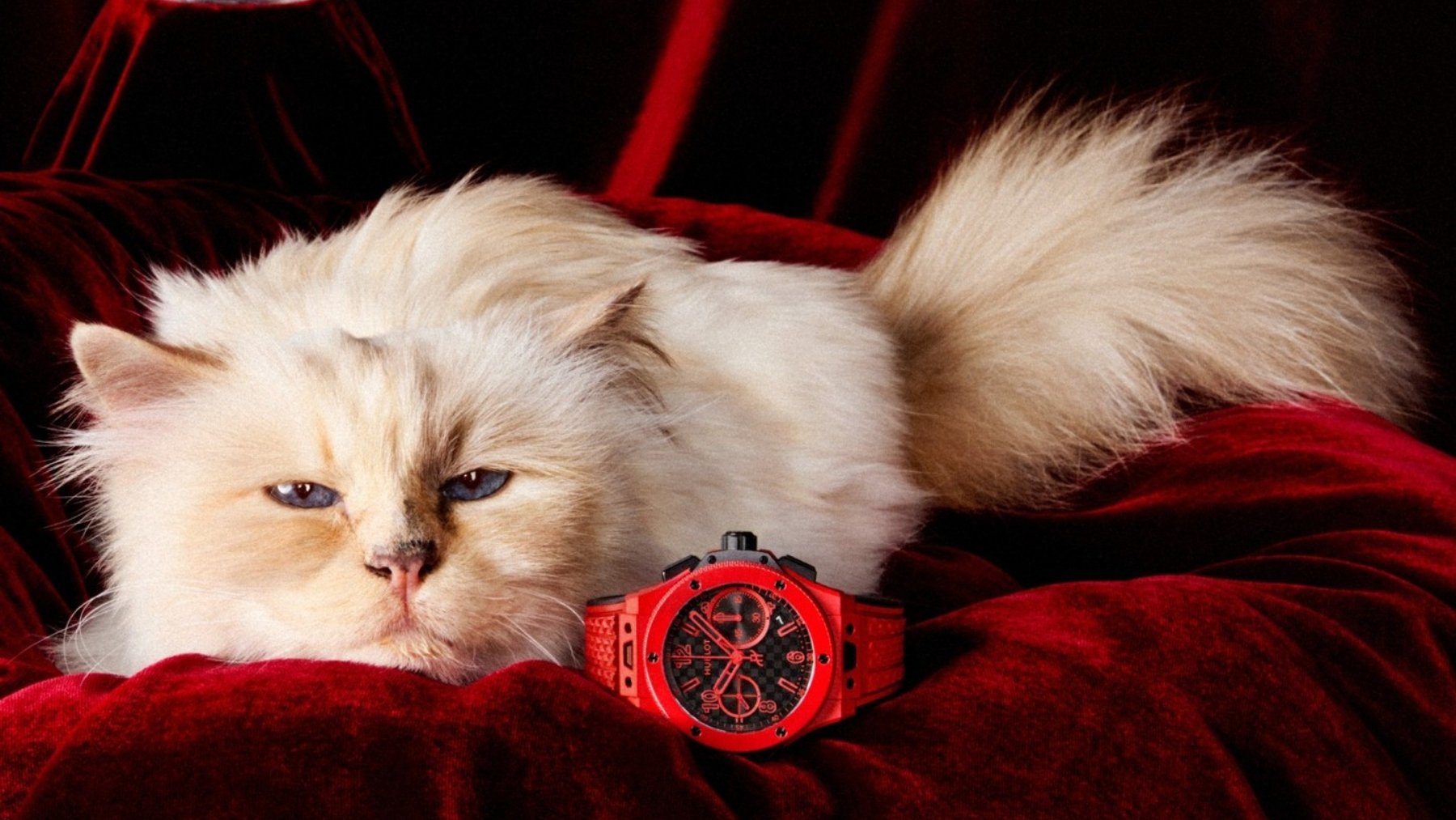 colaboración gato reloj