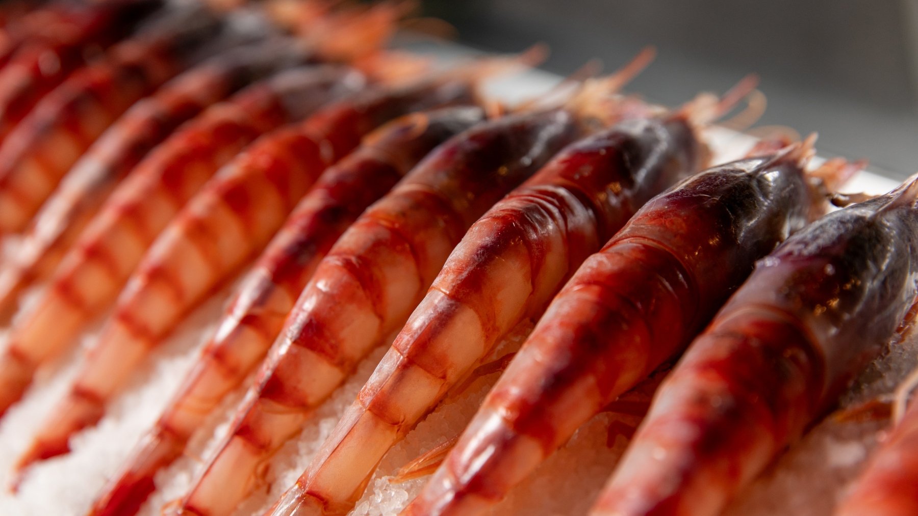 temporada de gamba roja
