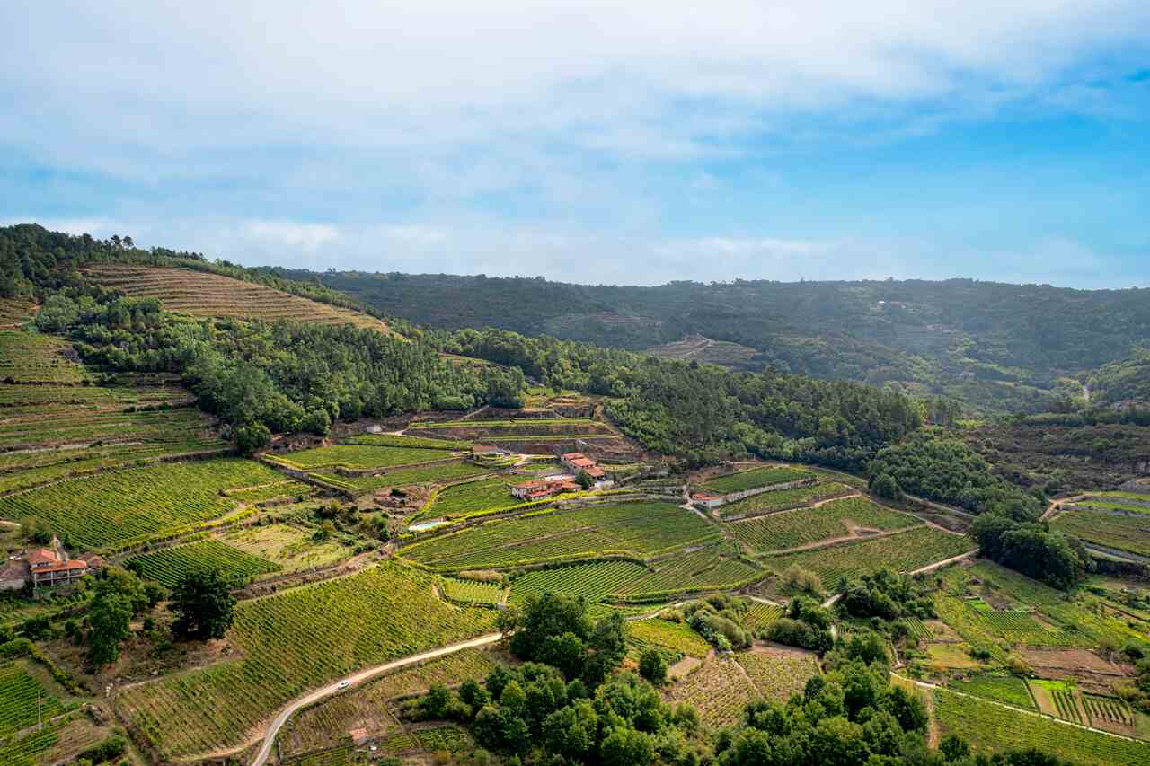 bodegas A Vilerma Viñedo, vino