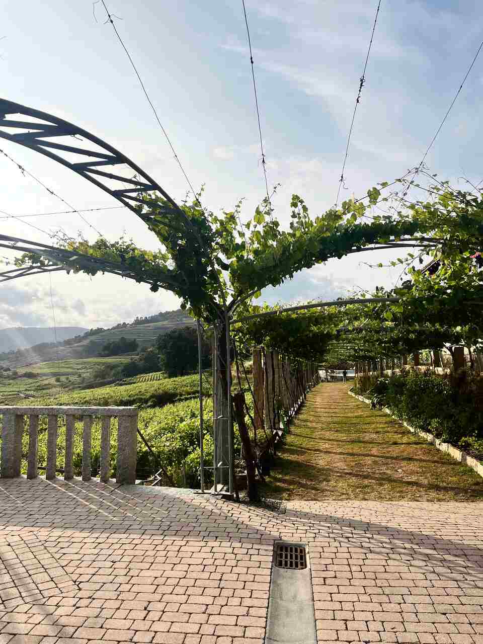 bodegas A Vilerma Viñedo