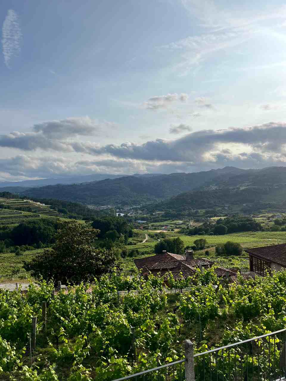 bodegas A Vilerma Viñedo, vino