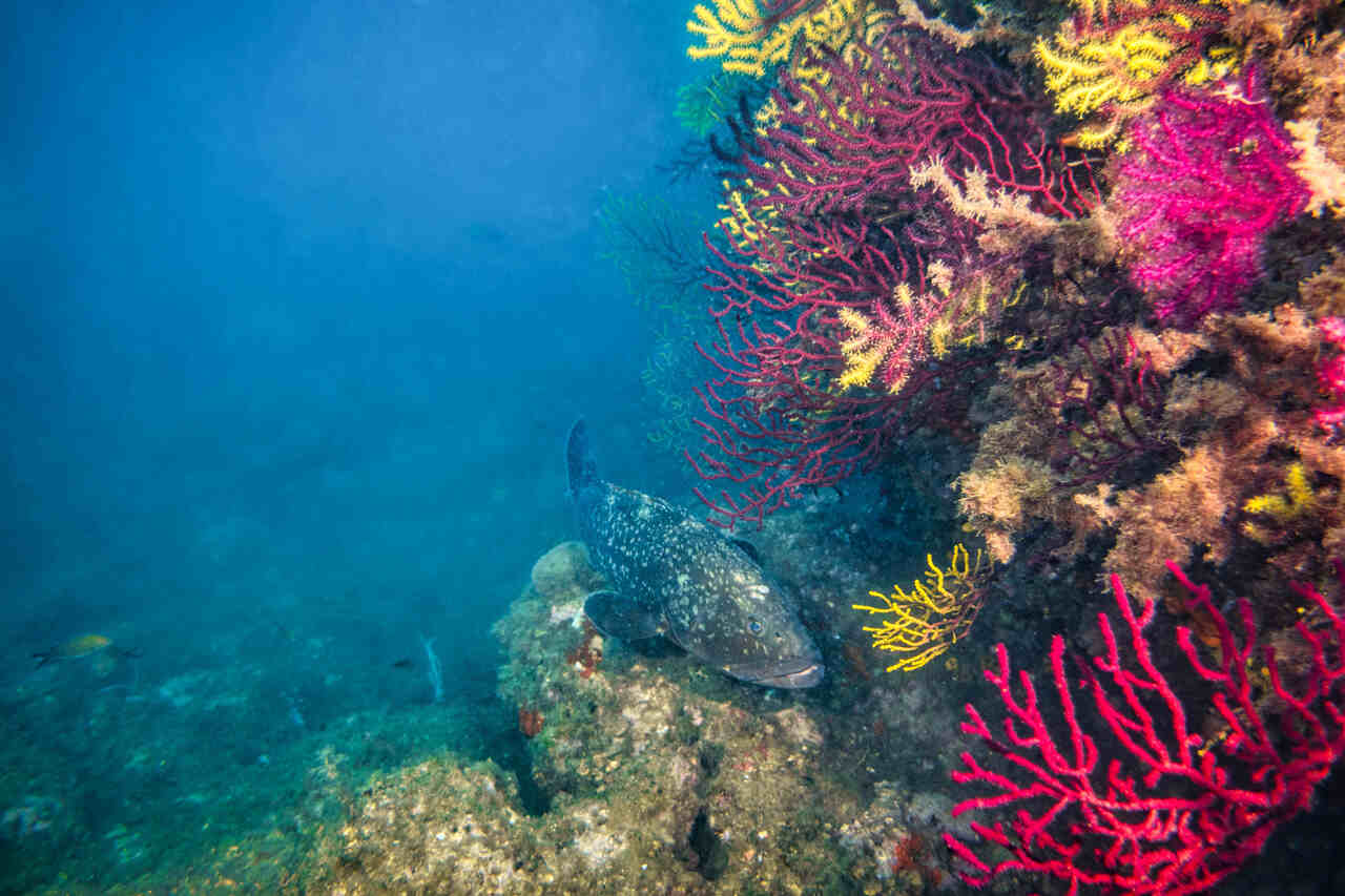 snorkel fondo marino españa