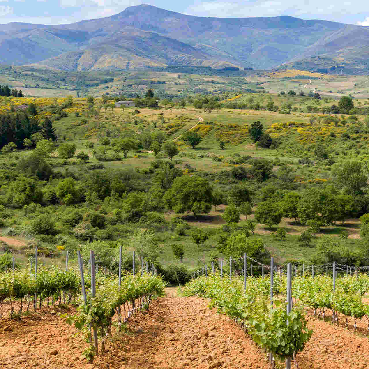 Las Médulas Bodega, Castilla y León