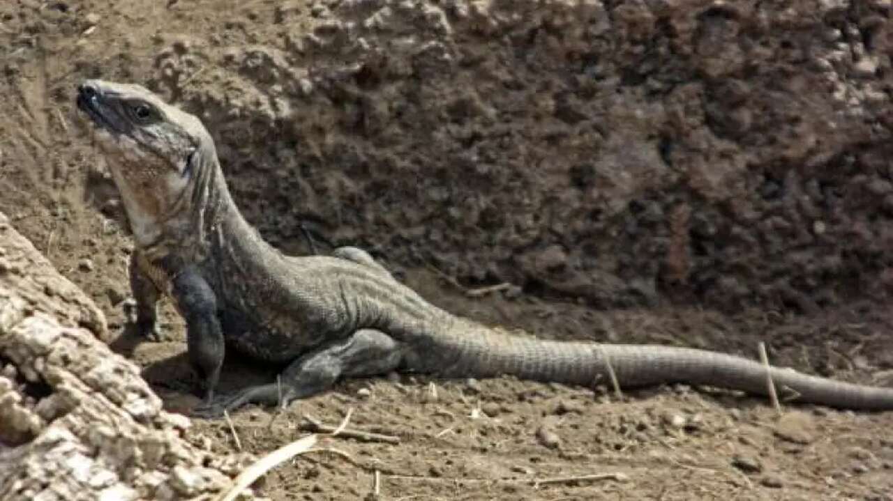 No es Bali, es Canarias: el paraíso escondido que parece Indonesia