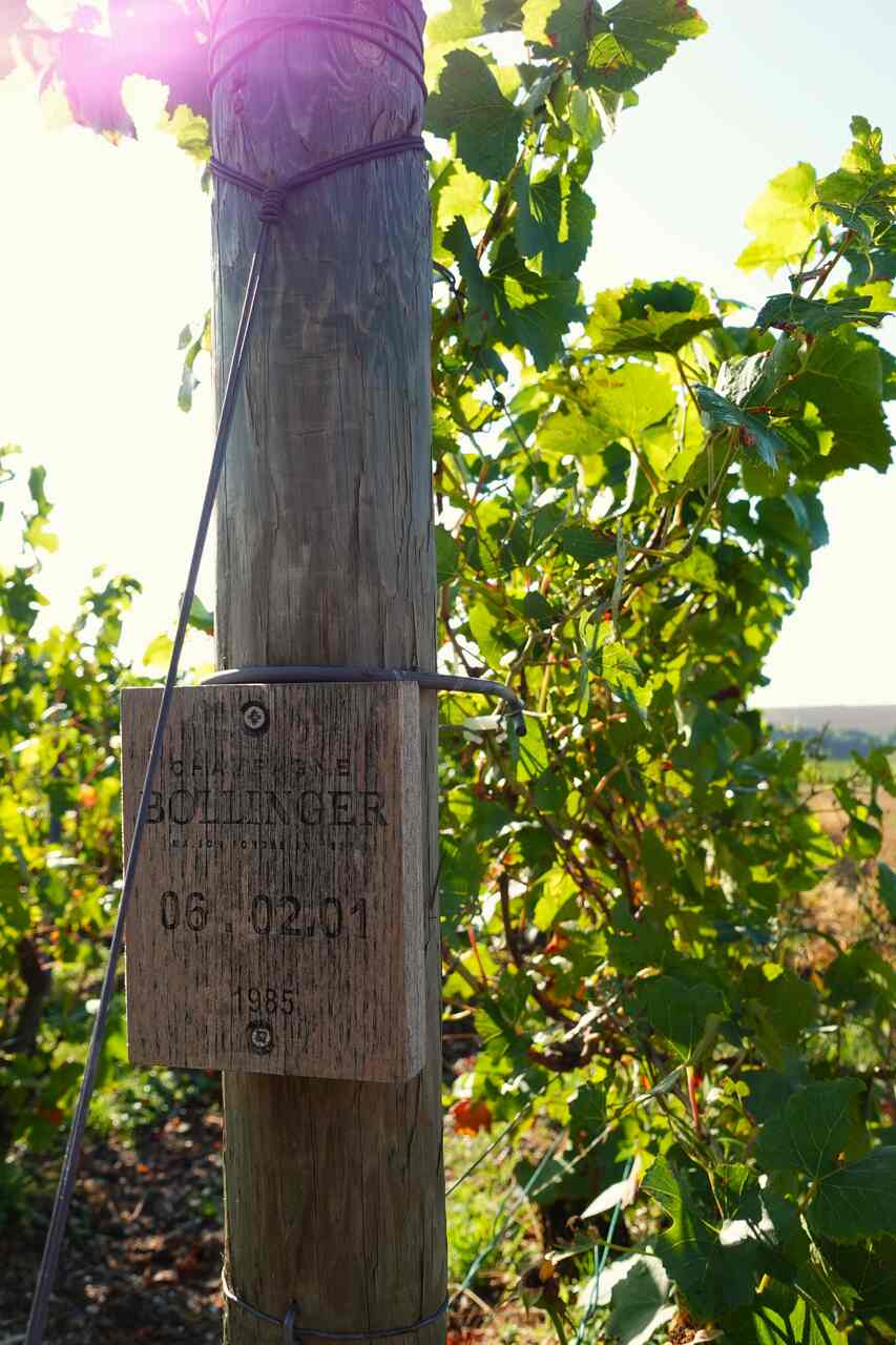 vendimia maison bollinger