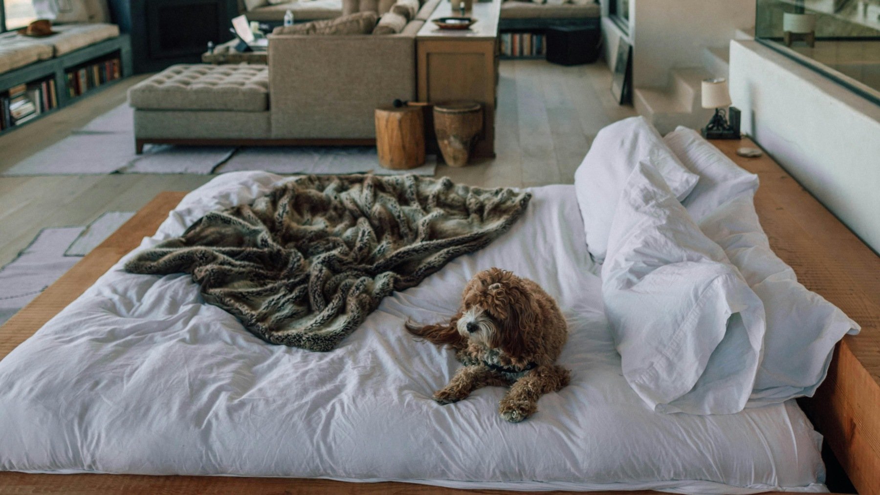 Hoteles ‘pet friendly’ donde el lujo llega también a las mascotas de la casa