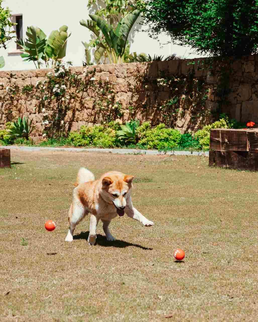 hotel pet friendly