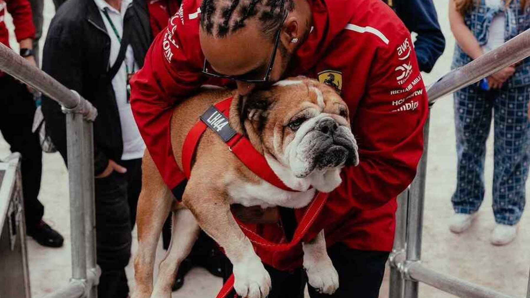 raza perro hamilton