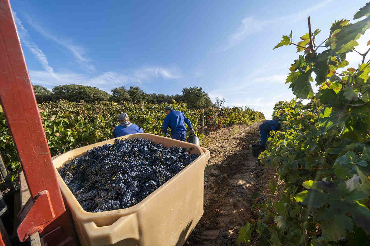 vendimia ribera del duero