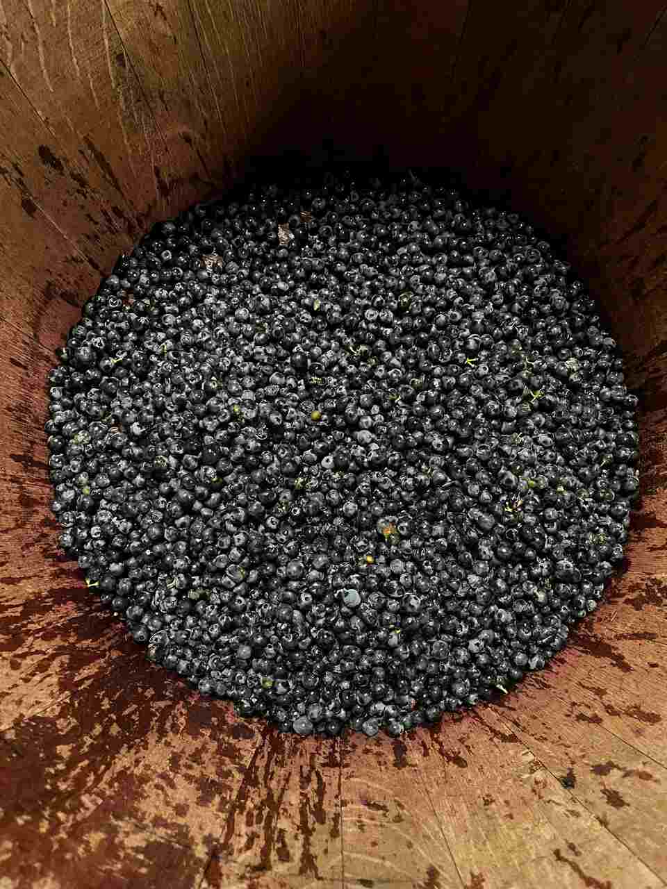 vendimia ribera del duero