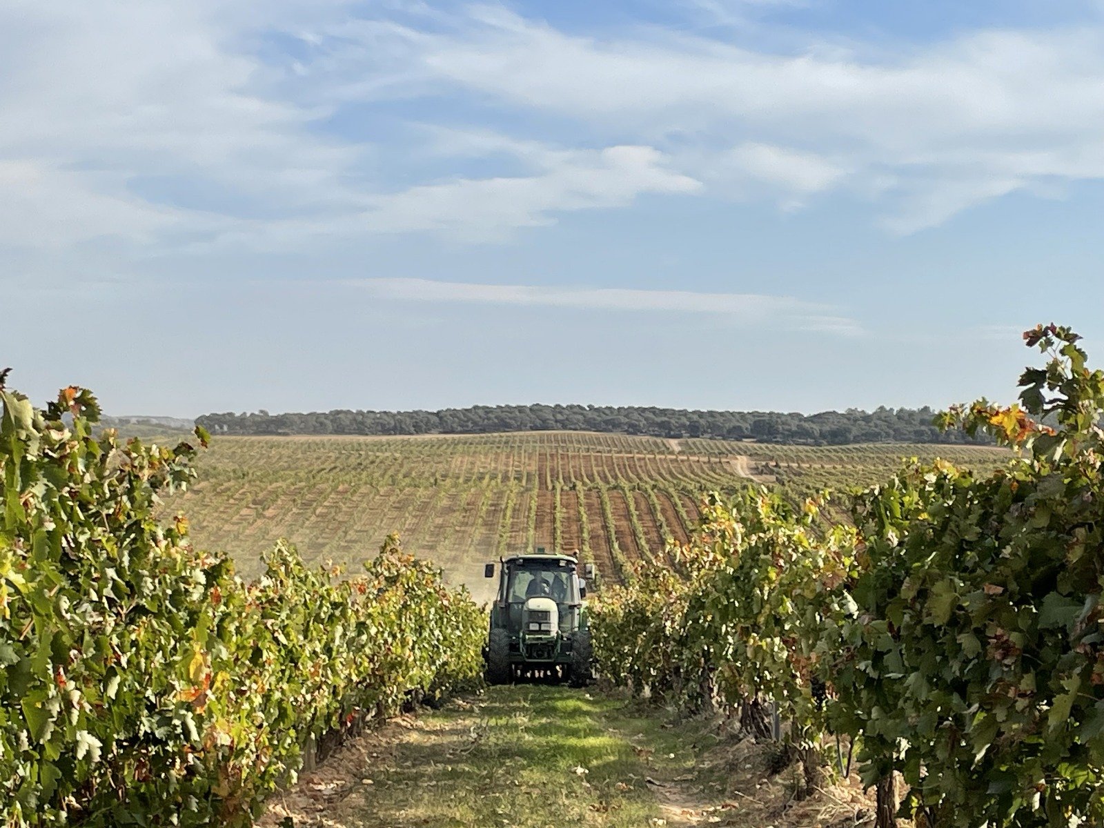 vendimia ribera del duero