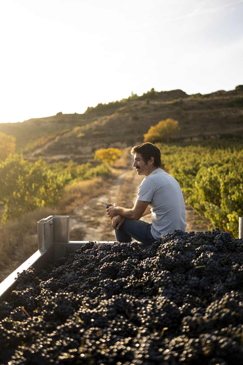 festival del vino