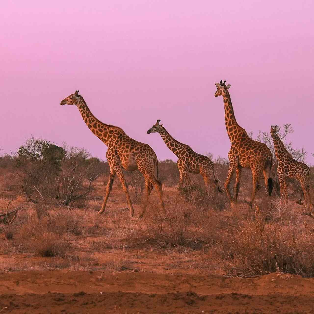 lunas de miel africa