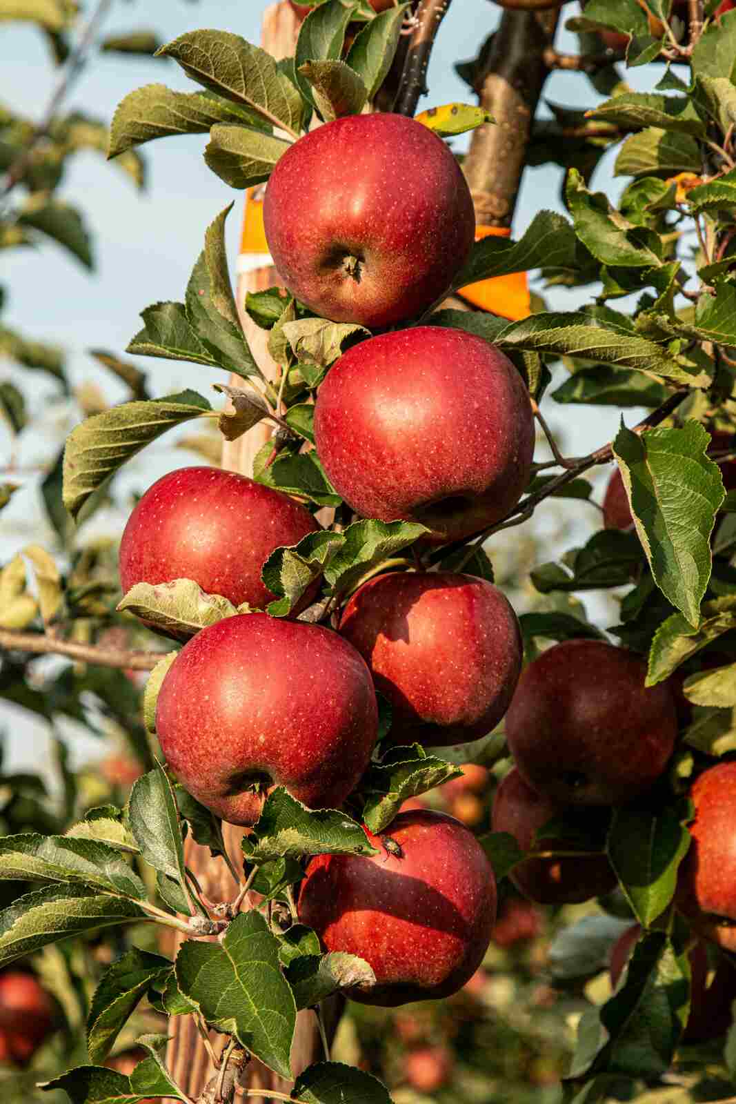 Manzanas de Lindsay Lohan