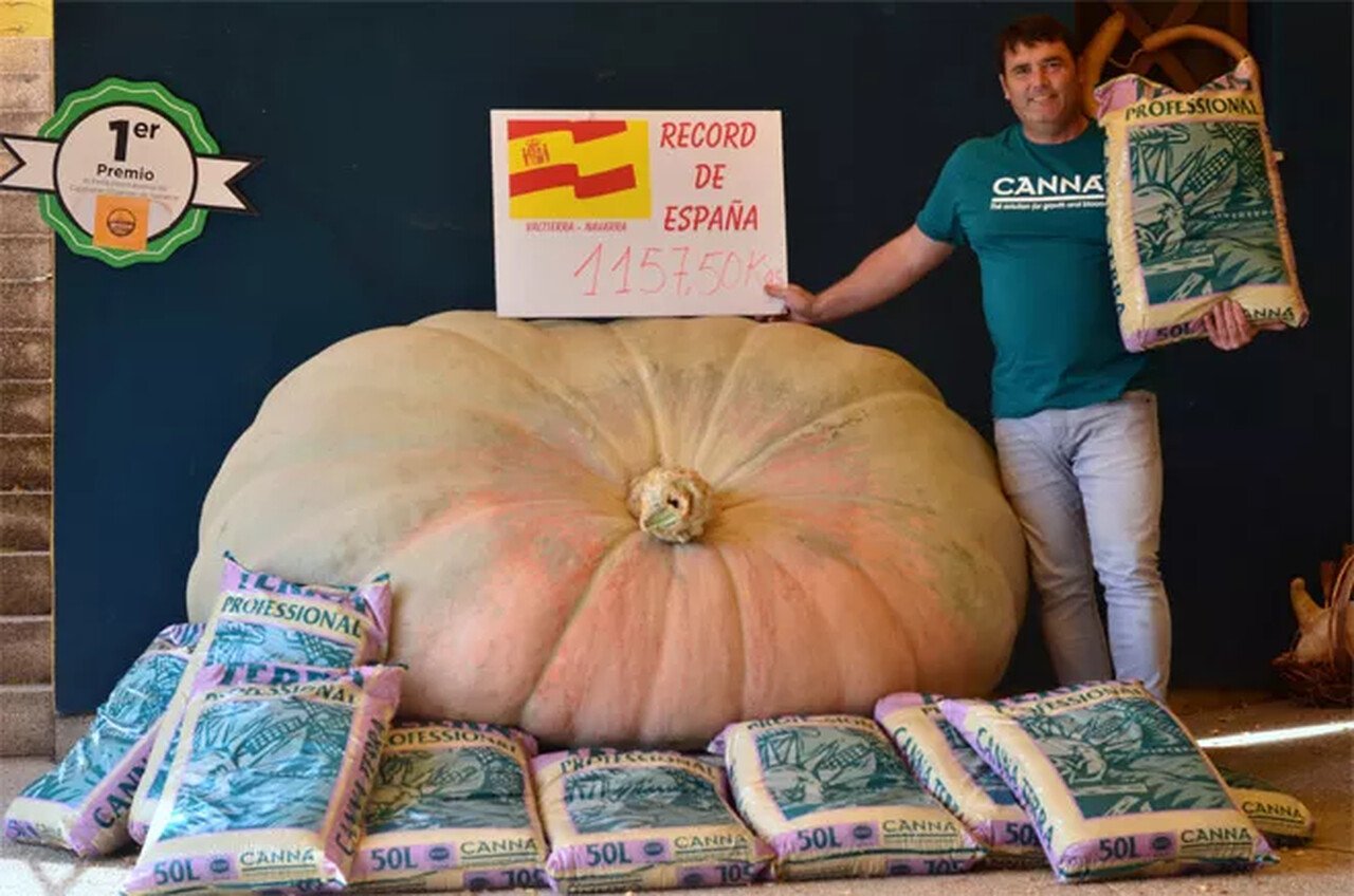 Calabaza, Halloween