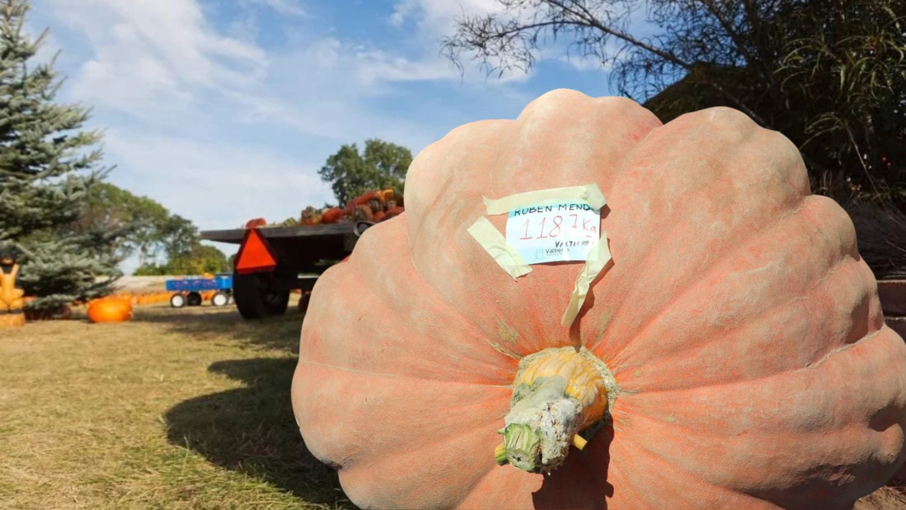 Calabaza, Halloween